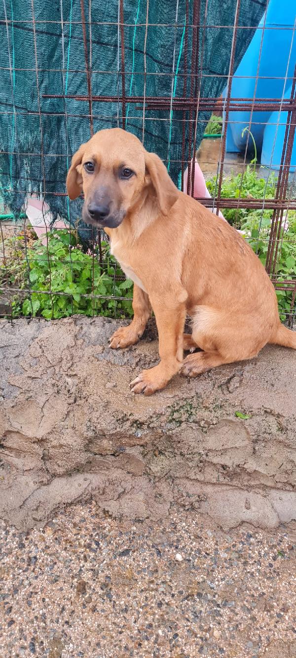 🚨 Benny — Sono Solo Un Cucciolo E Non Voglio Crescere In Recinto! 🚨